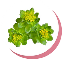 RHODIOLA ROSEA