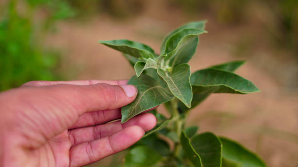 What is Ashwagandha?