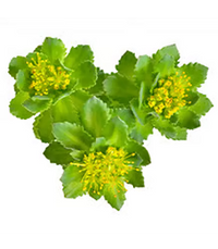 RHODIOLA ROSEA