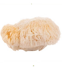 LION’S MANE MUSHROOM