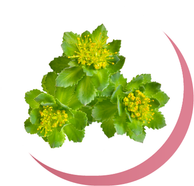 Rhodiola