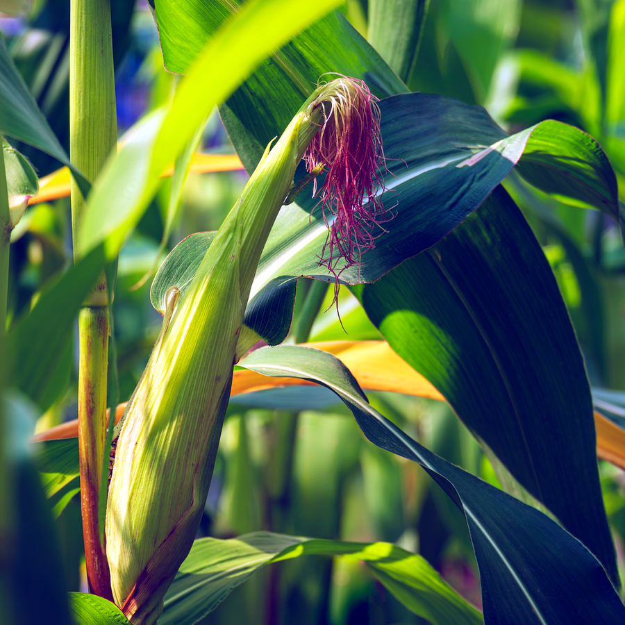 Maizinol® is the ingredient doing the actual work
