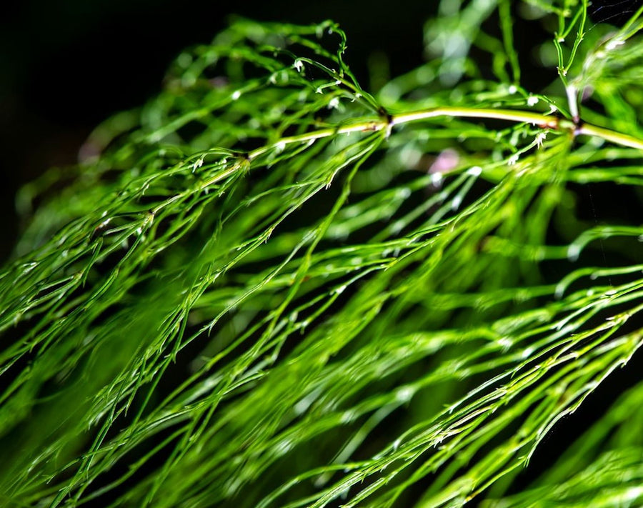 Shatavari — the one my nutritionist actually recognized