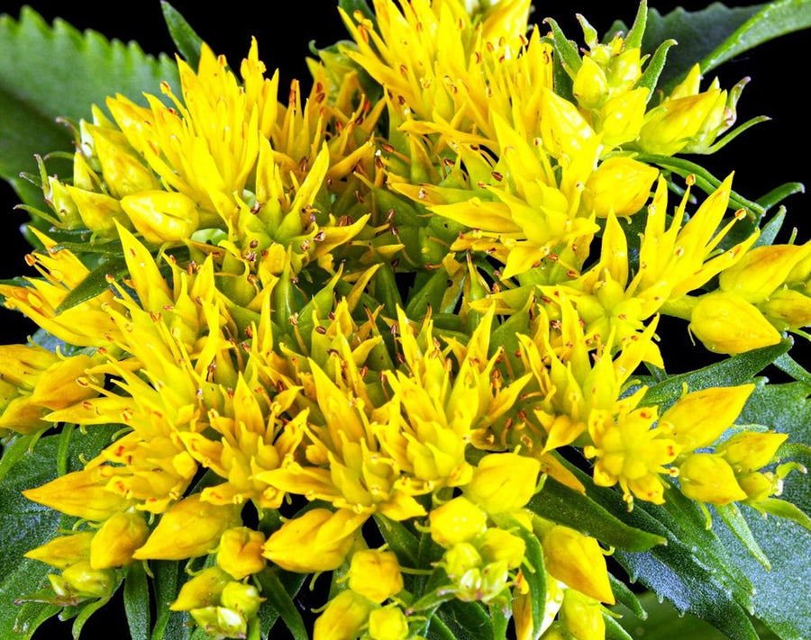 Rhodiola for the days that come at you fast